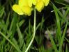 Štírovník růžkatý (Lotus corniculatus)