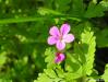 Kakost smrdutý (Geranium robertianum)