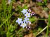 Pomněnka rolní (Myosotis arvensis)