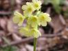 Prvosenka jarní (Primula veris)