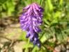 Vikev huňatá (Vicia villosa)