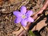 Jaterník podléška (Hepatica nobilis)