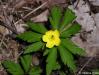 Sasanka pryskyřníkovitá (Anemone ranunculoides)