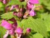 Hluchavka skvrnitá (Lamium maculatum)