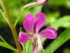 Vrbovka úzkolistá (Epilobium angustifolium)