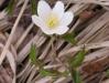 Sasanka hajní (Anemone nemorosa)