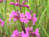 Smolnička nachová (Lychnis viscaria)