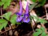 Dymnivka plná (Corydalis solida)